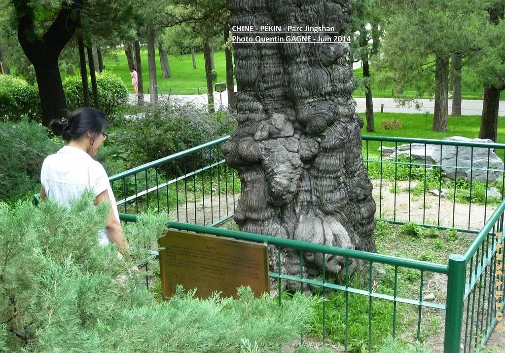 Pekin Jingshan 59.JPG